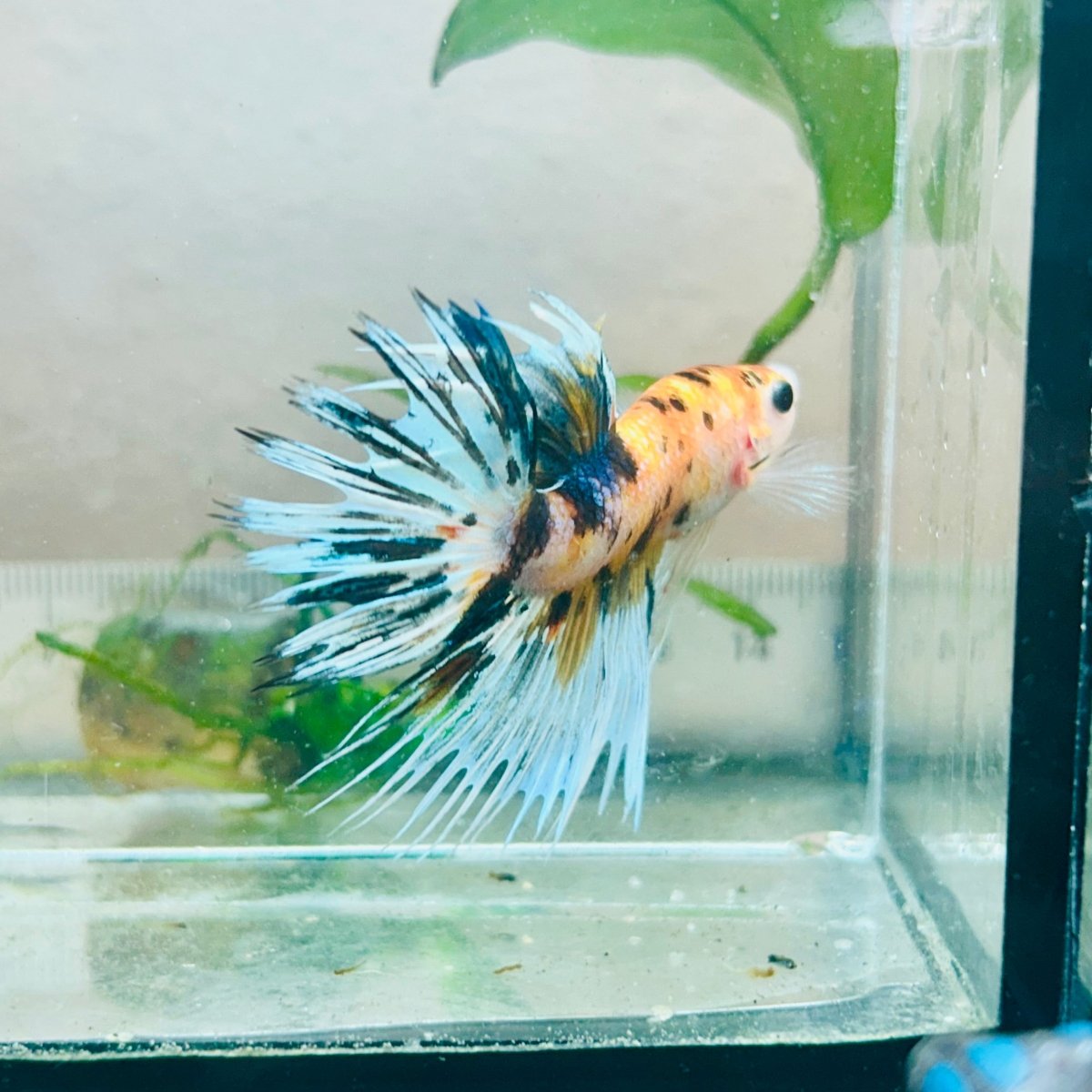 Pez Betta macho Crowntail Koi naranja #029