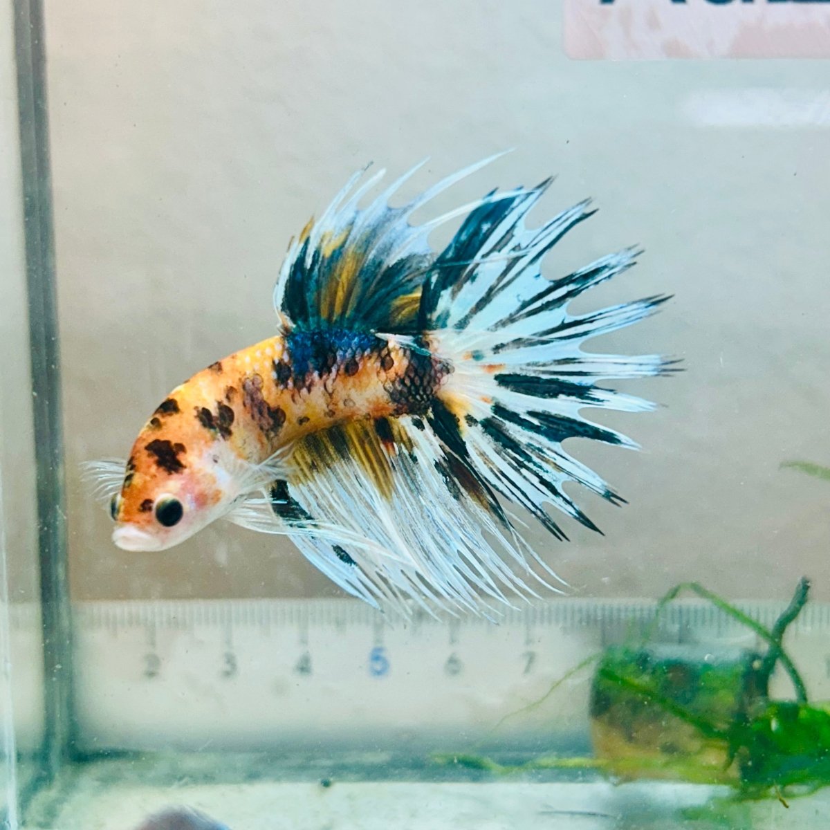 Pez Betta macho Crowntail Koi naranja #029