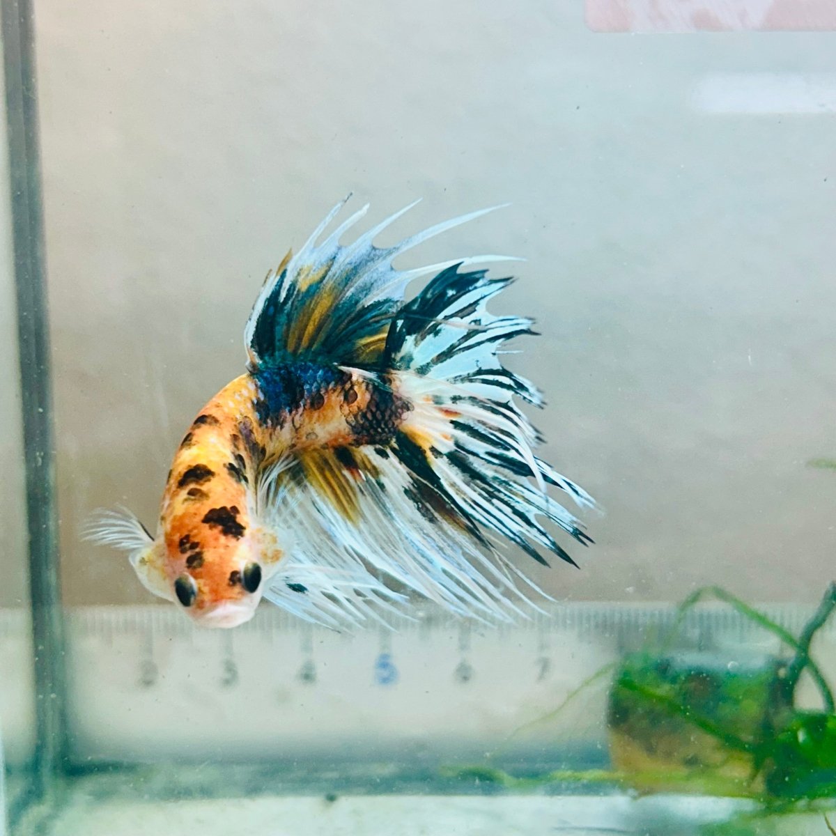 Pez Betta macho Crowntail Koi naranja #029