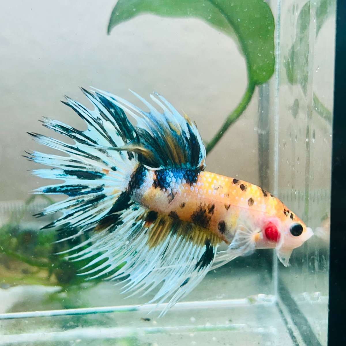 Pez Betta macho Crowntail Koi naranja #029