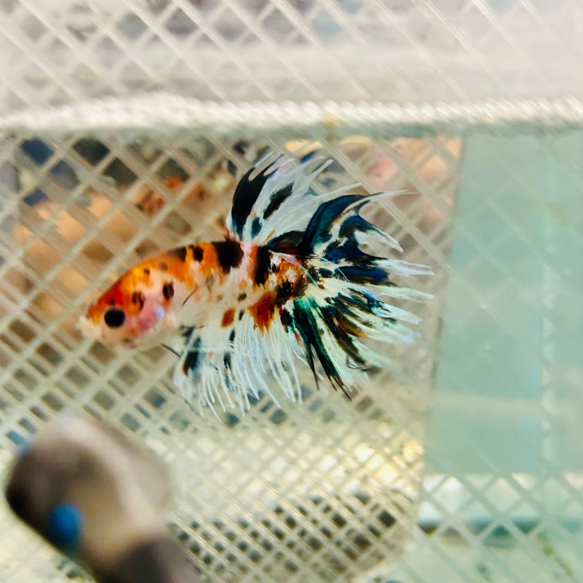 Betta Male Crowntail Orange Koi #jul27
