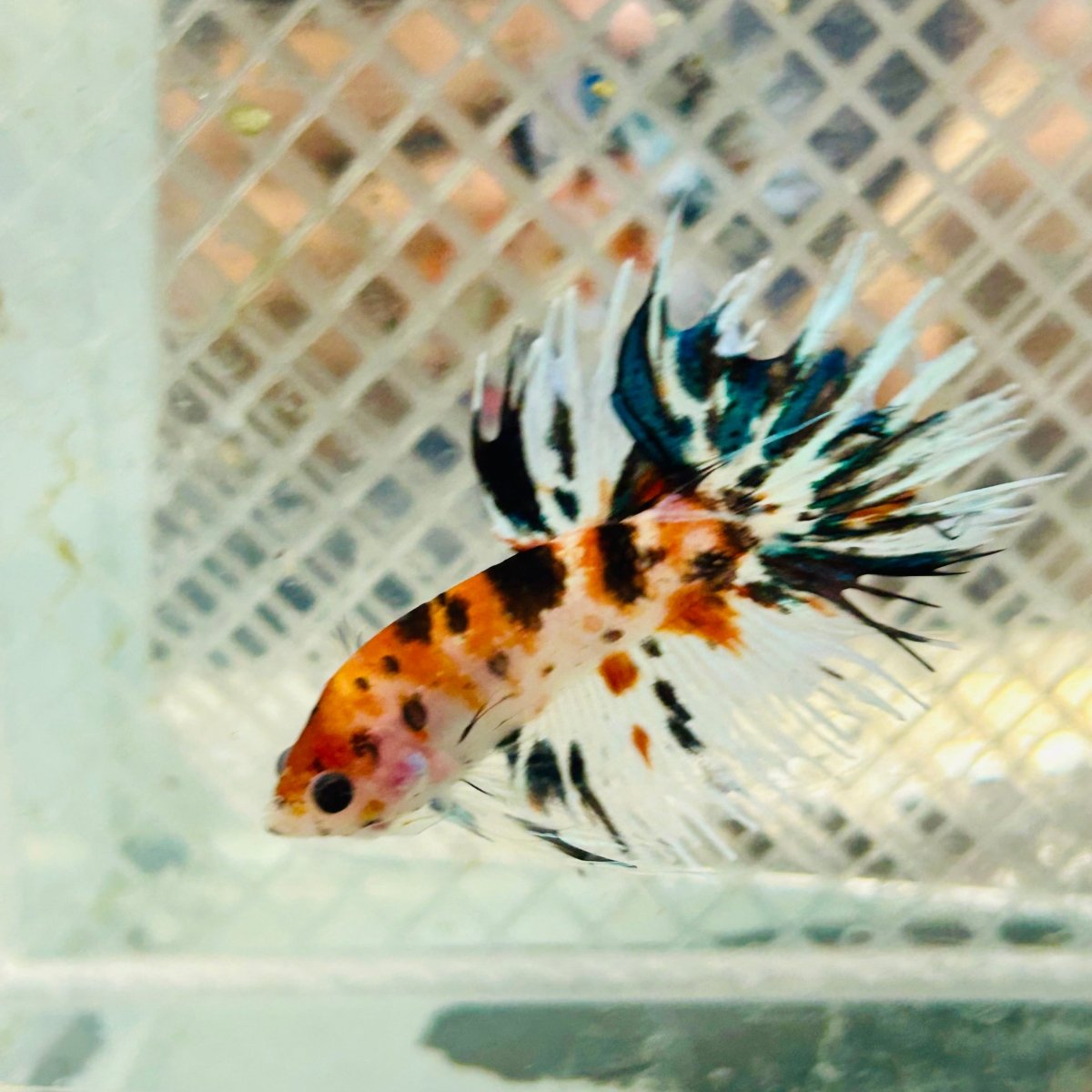 Betta Male Crowntail Orange Koi #jul27