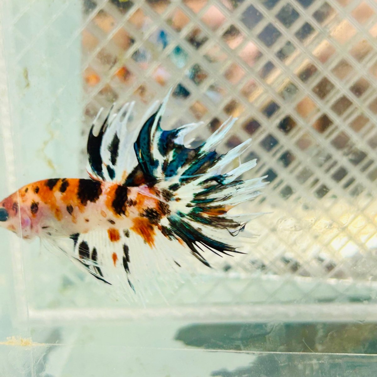 Betta Male Crowntail Orange Koi #jul27