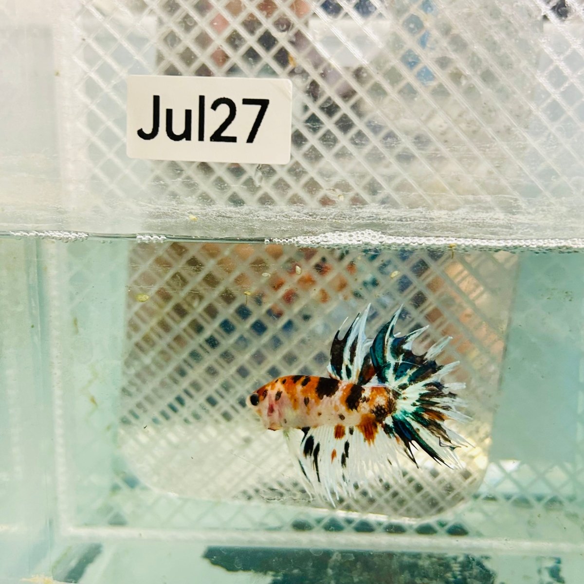 Betta Male Crowntail Orange Koi #jul27