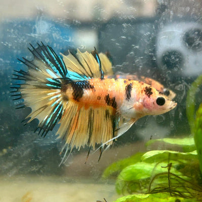 Betta Male Crowntail Orange Koi N73