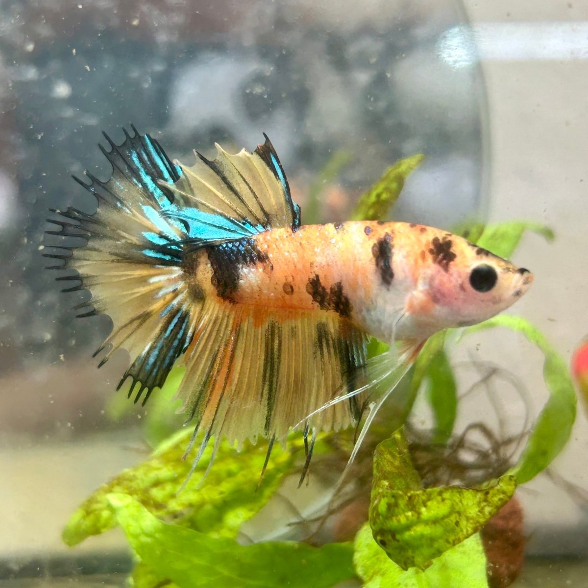 Betta Male Crowntail Orange Koi #N73