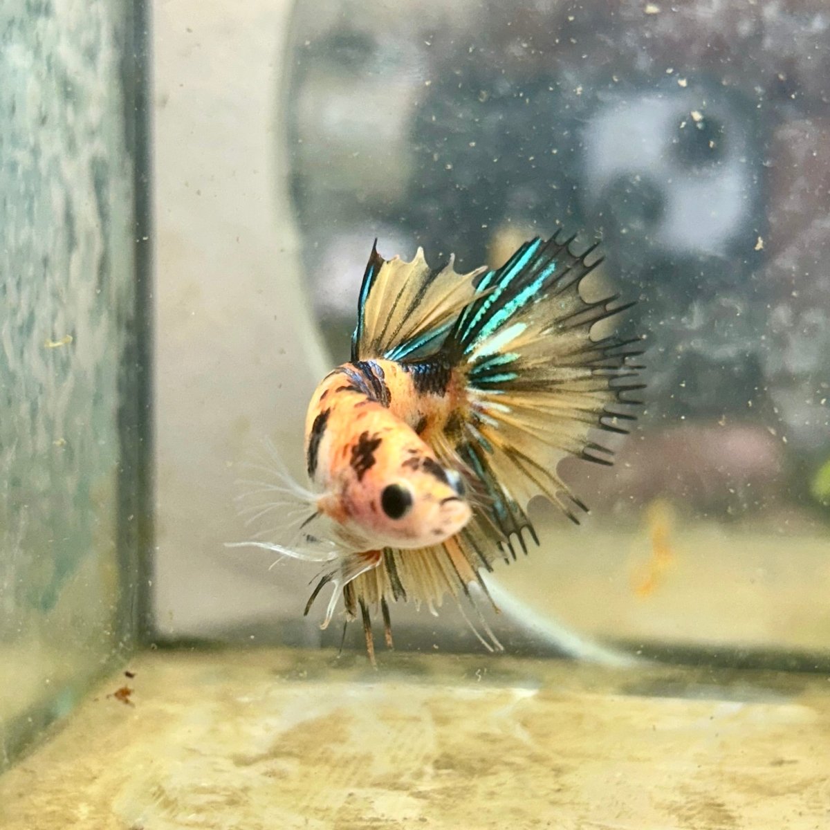 Betta Male Crowntail Orange Koi #N73