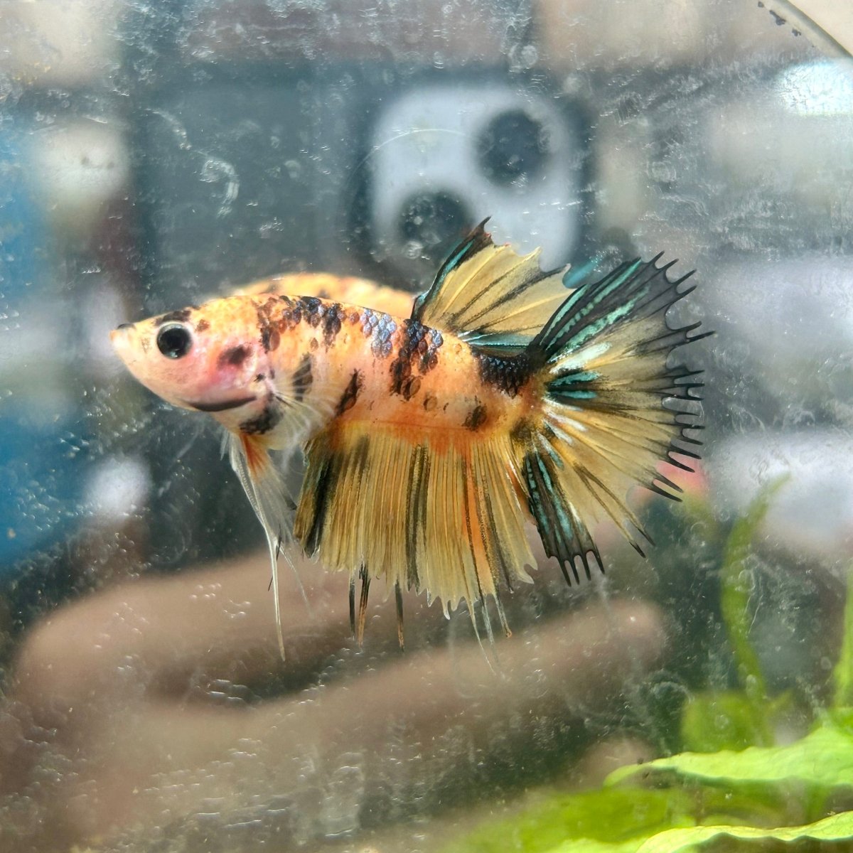 Betta Male Crowntail Orange Koi #N73
