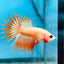 Betta Male Crowntail Orange Mustard 128