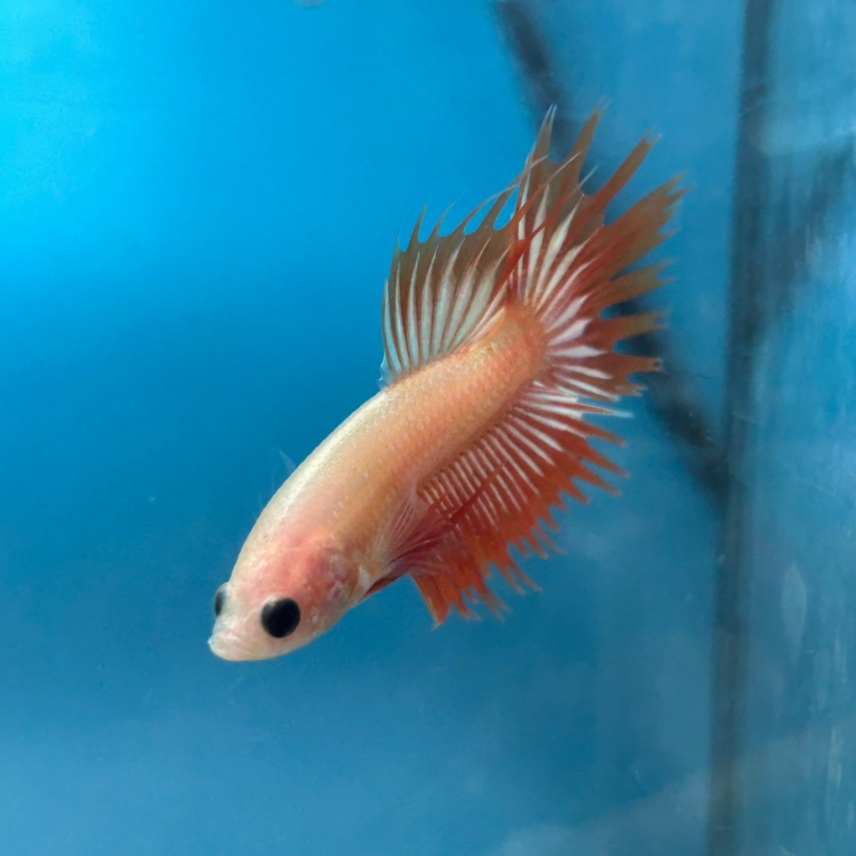 Betta Male Crowntail Orange Mustard 128