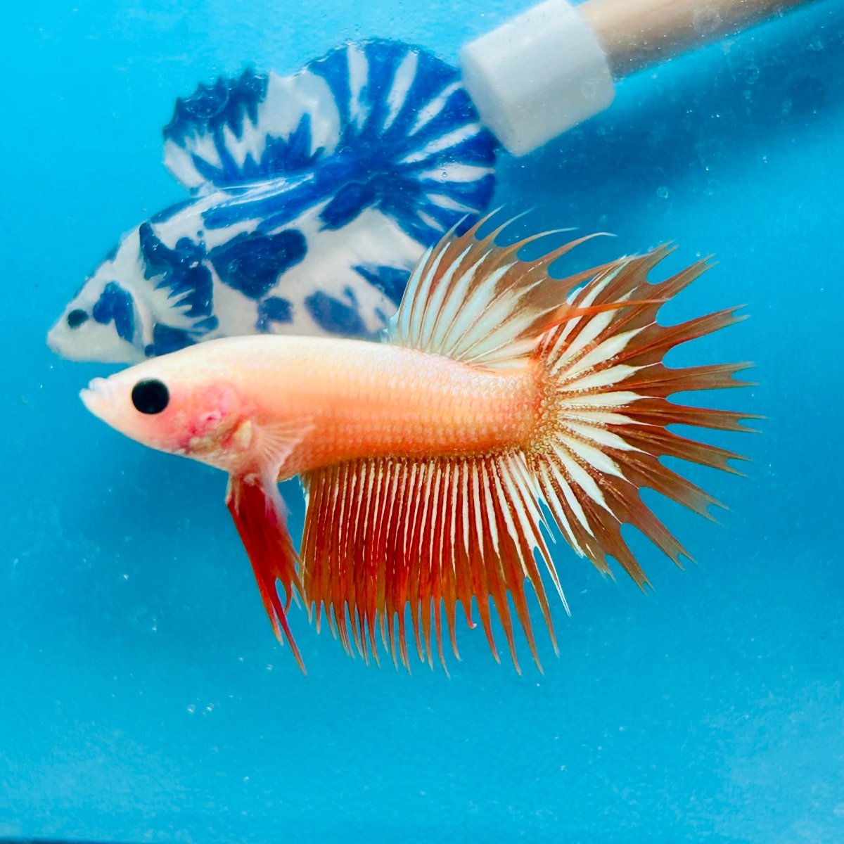 Betta Male Crowntail Orange Mustard 128