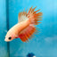 Betta Male Crowntail Orange Mustard 128