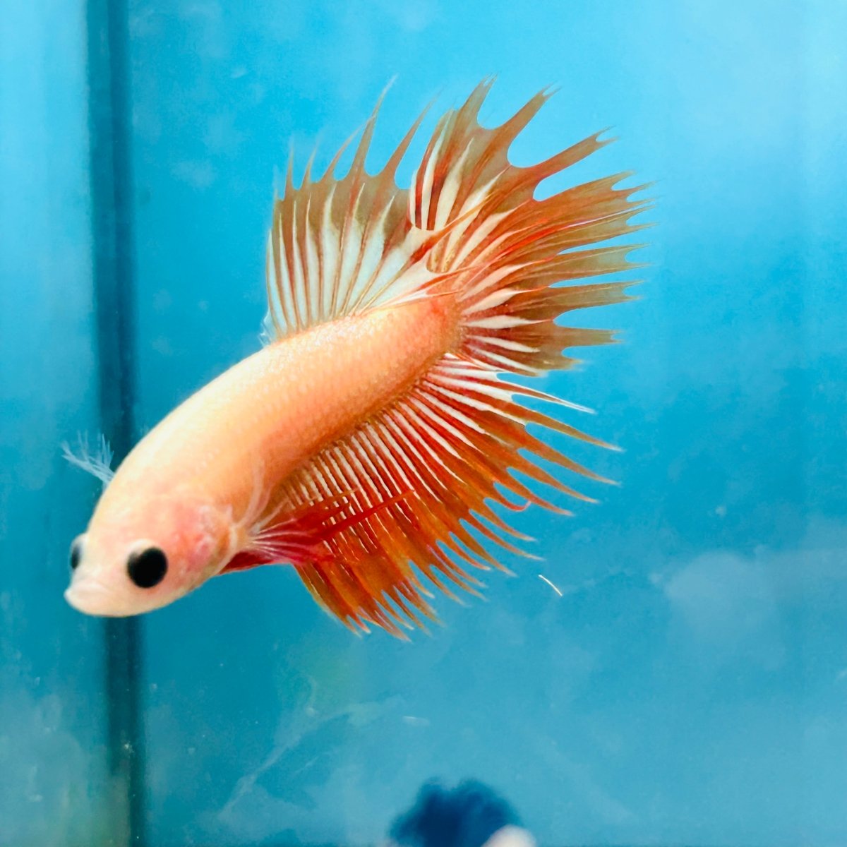 Betta Male Crowntail Orange Mustard 128