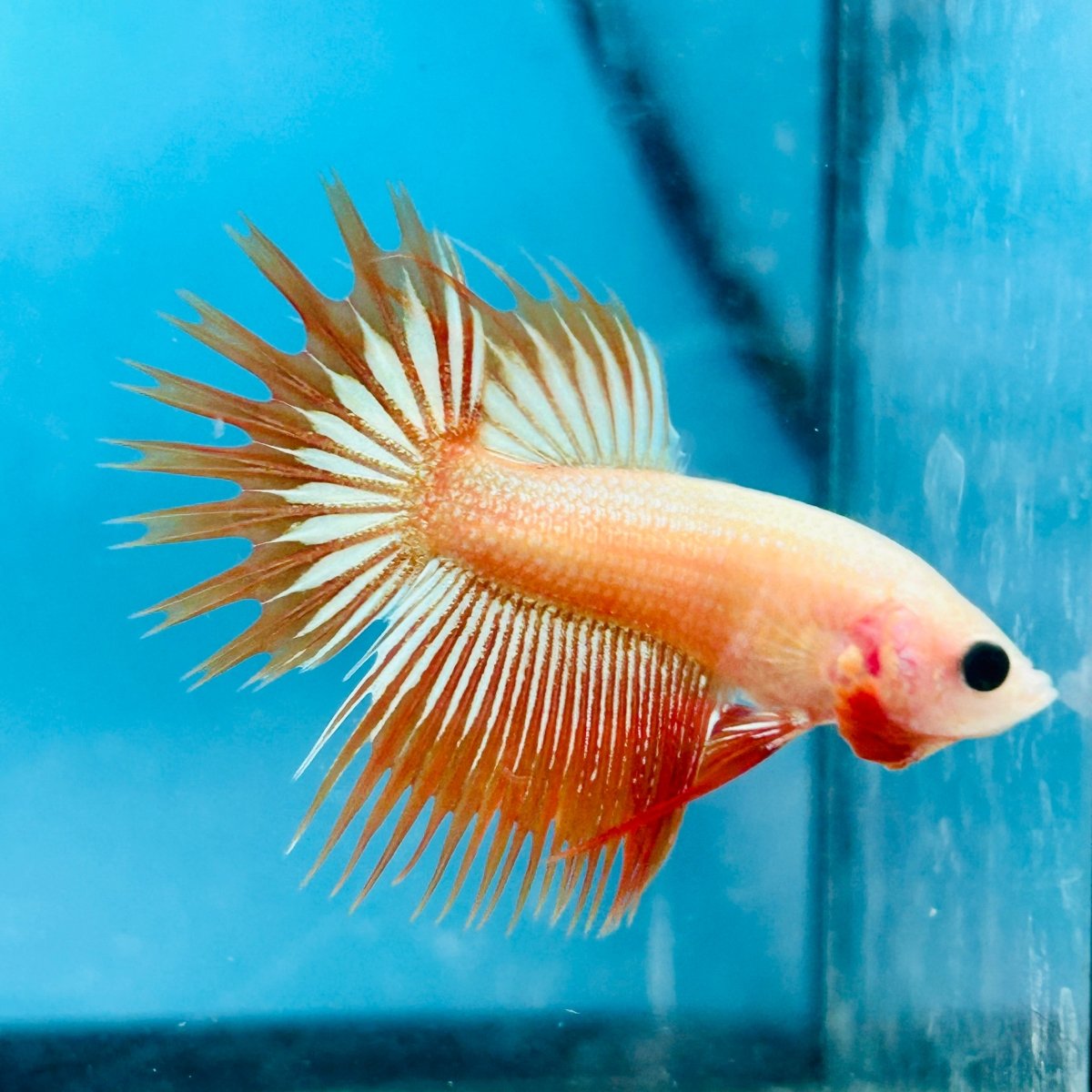 Betta Male Crowntail Orange Mustard 128