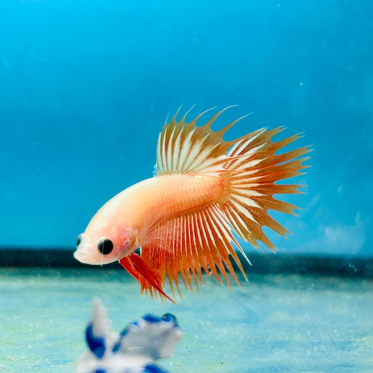 Betta Male Crowntail Orange Mustard 128