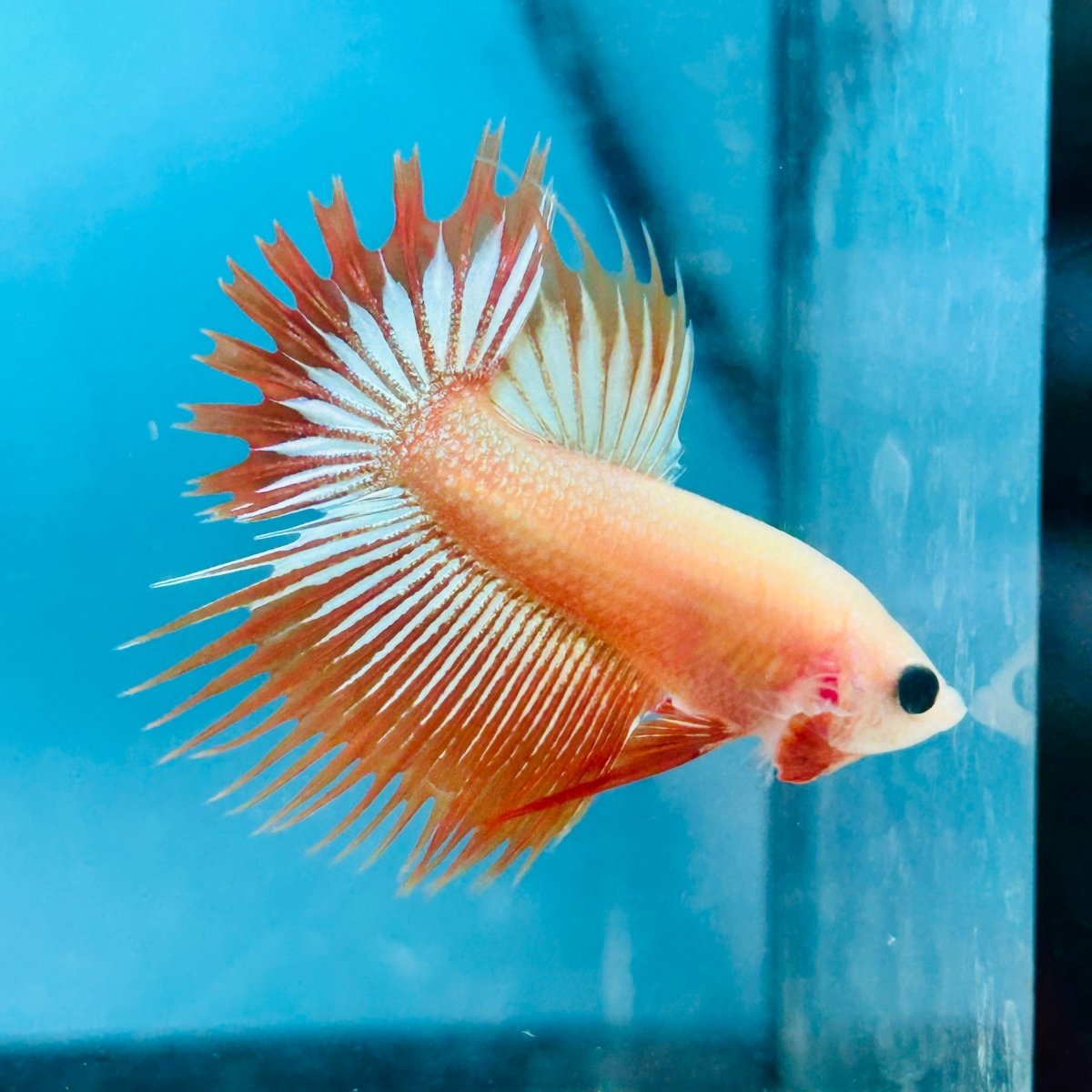 Betta Male Crowntail Orange Mustard 128