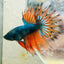 Betta Male Crowntail Orange Mustard 141