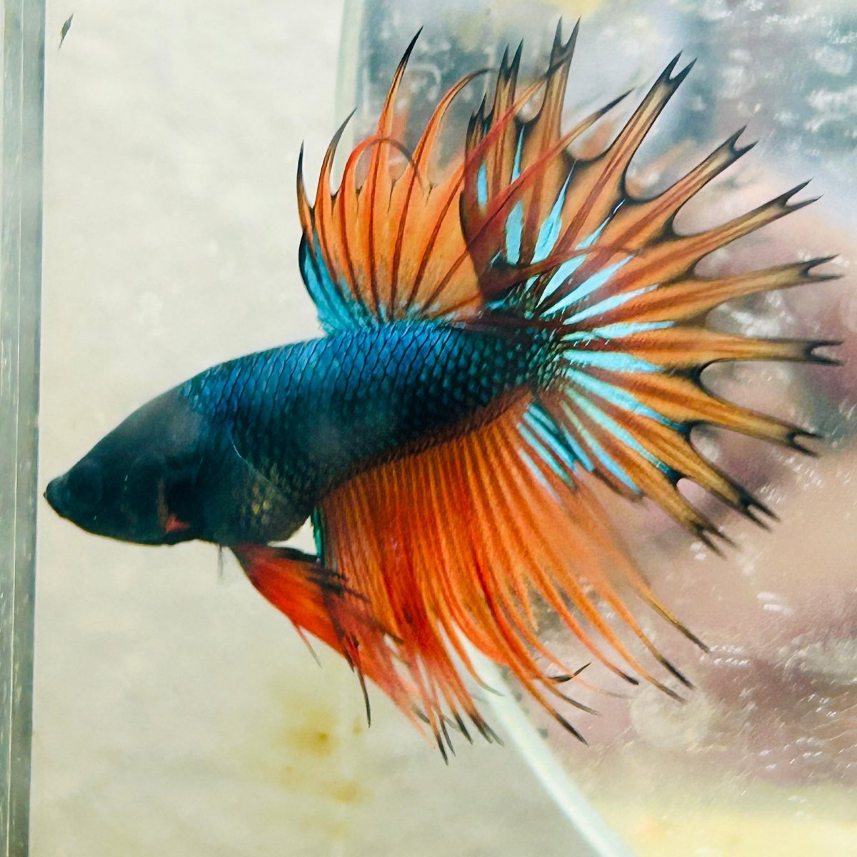 Betta Male Crowntail Orange Mustard 141