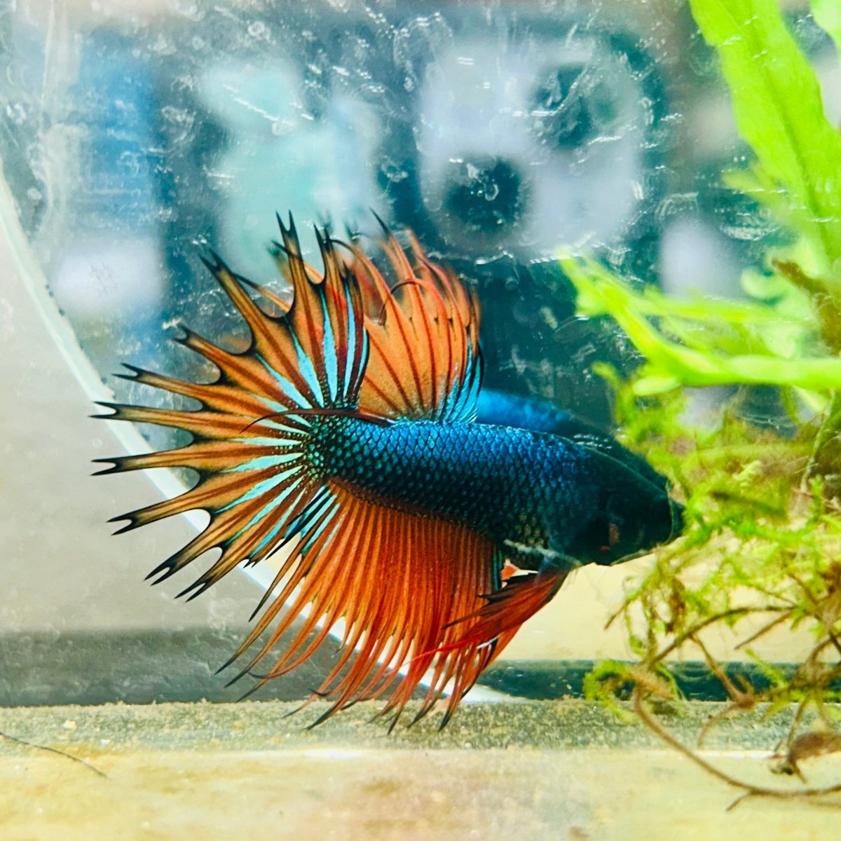 Betta Male Crowntail Orange Mustard 141