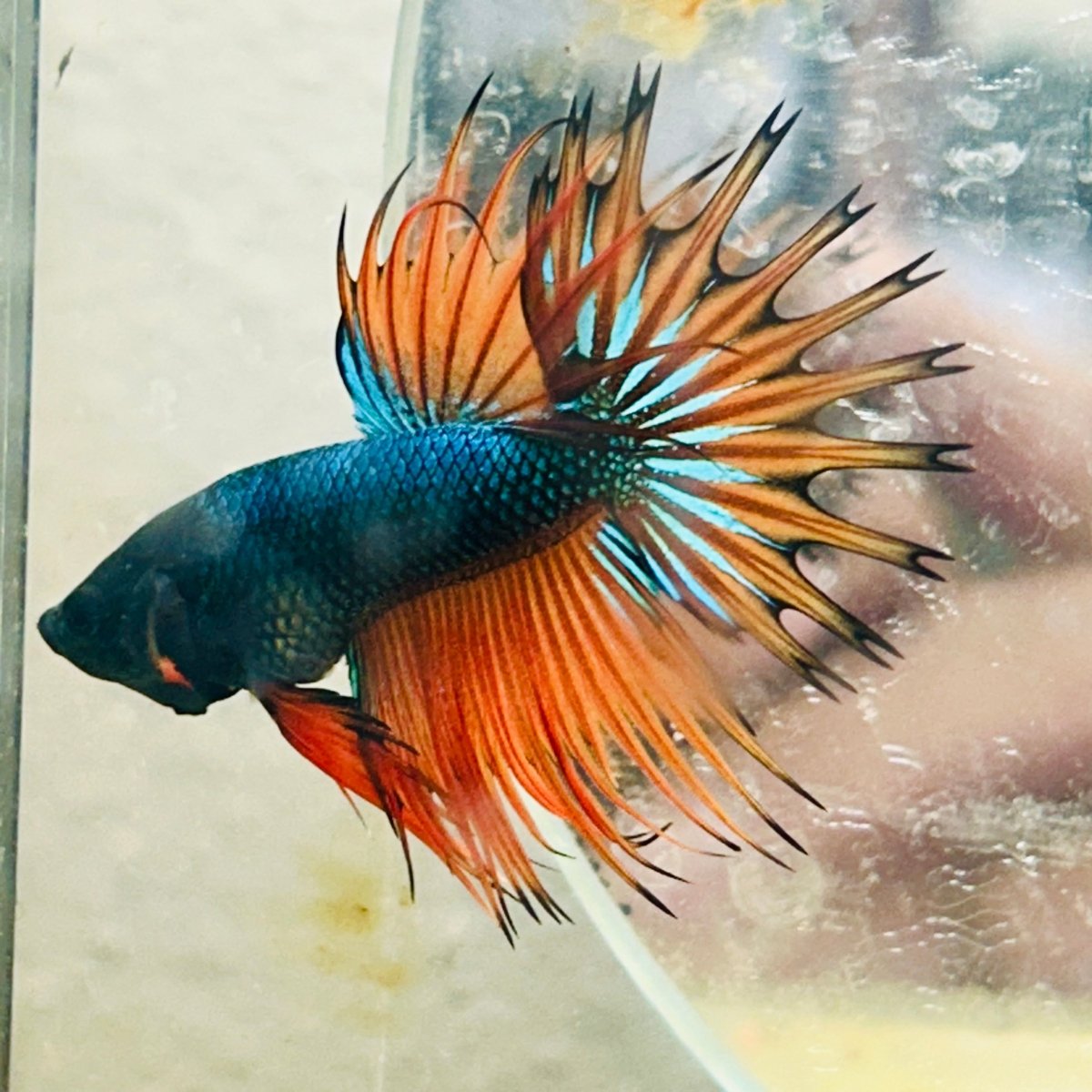 Betta Male Crowntail Orange Mustard 141