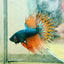 Betta Male Crowntail Orange Mustard 141