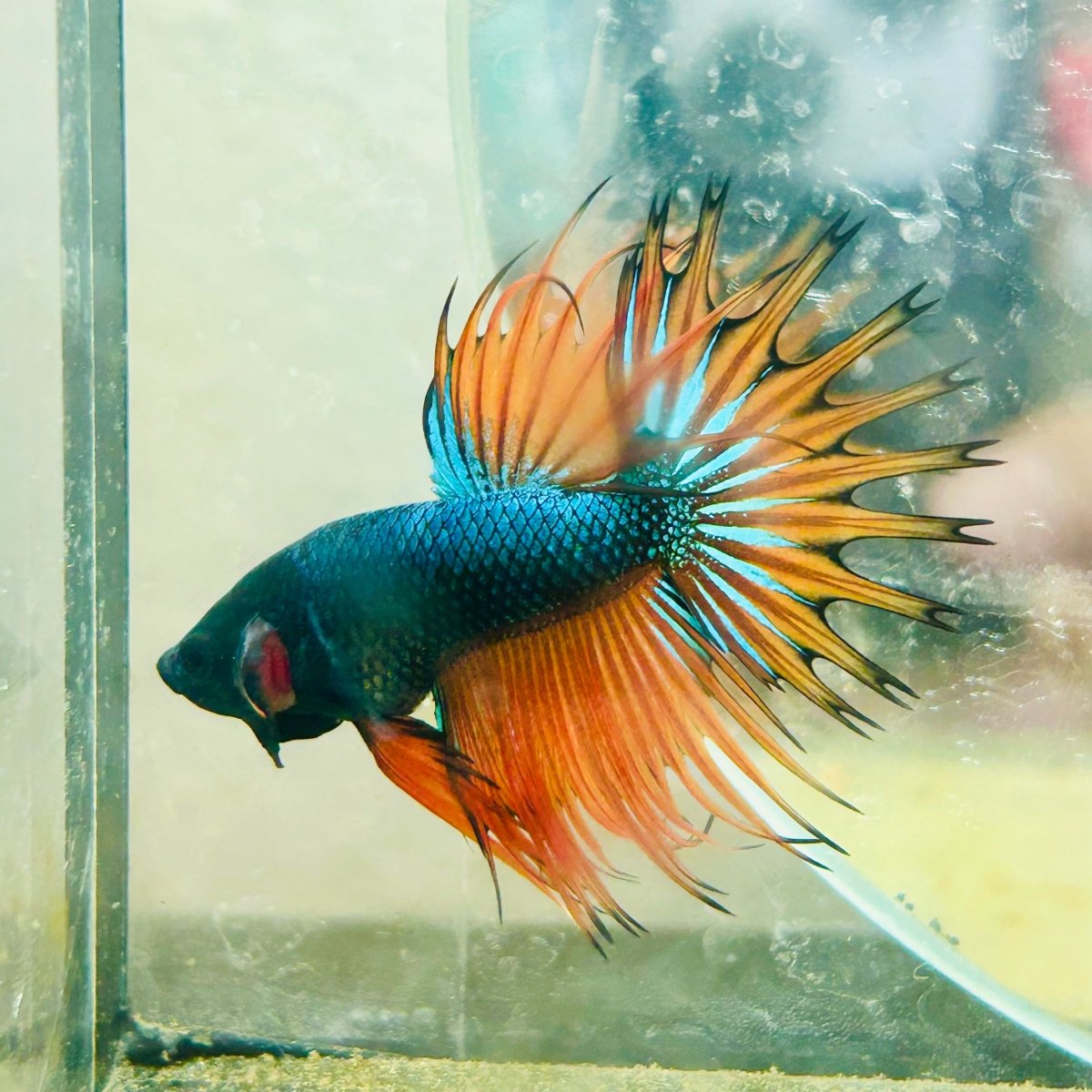 Betta Male Crowntail Orange Mustard 141