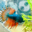 Betta Male Crowntail Orange Mustard 141