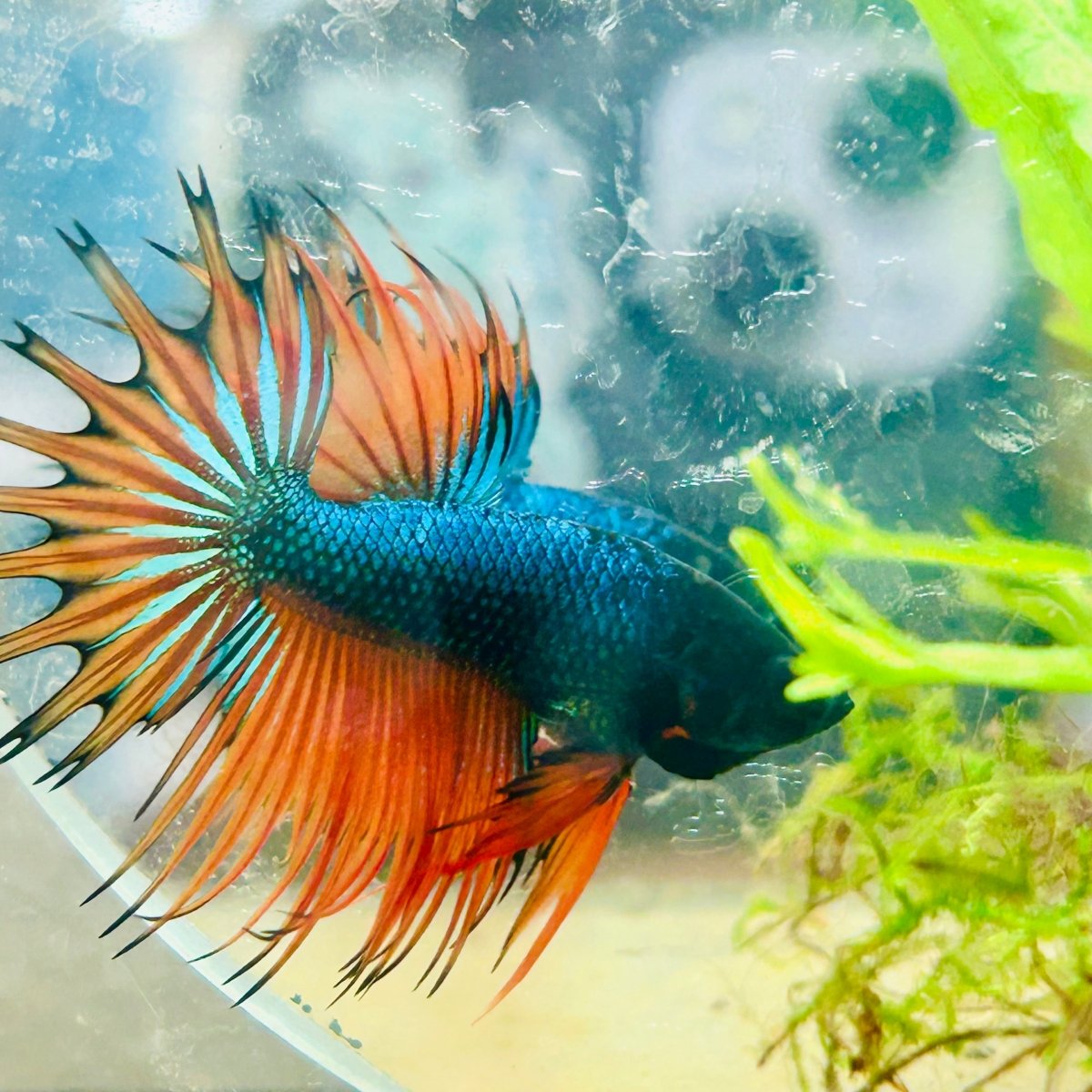 Betta Male Crowntail Orange Mustard 141