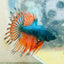Betta Male Crowntail Orange Mustard 141