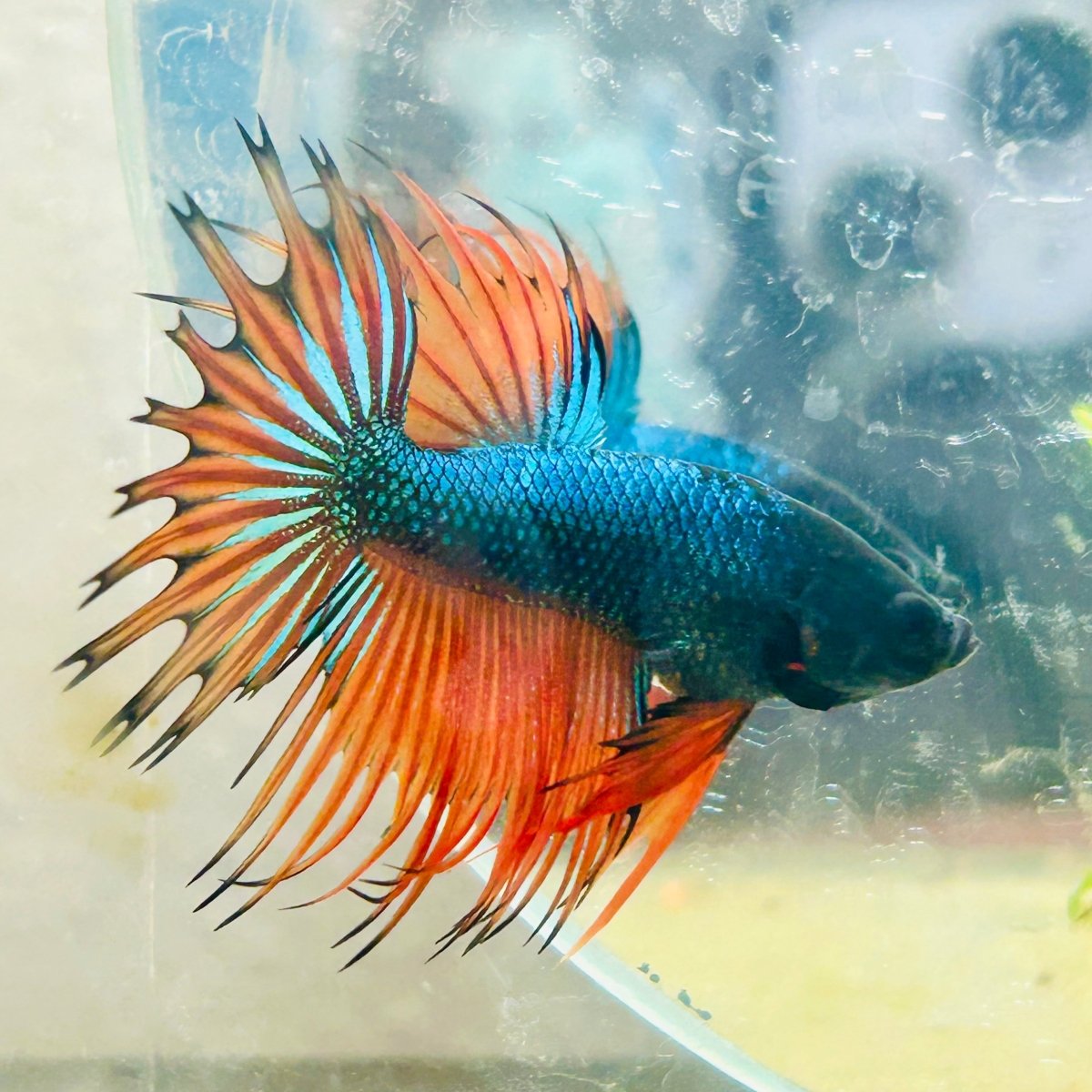Betta Male Crowntail Orange Mustard 141