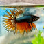 Betta Male Crowntail Orange Mustard 168