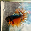 Betta Male Crowntail Orange Mustard 168