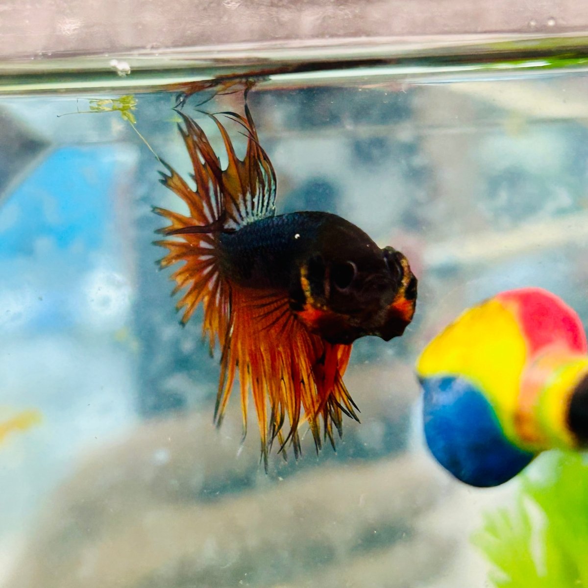 Betta Male Crowntail Orange Mustard 168