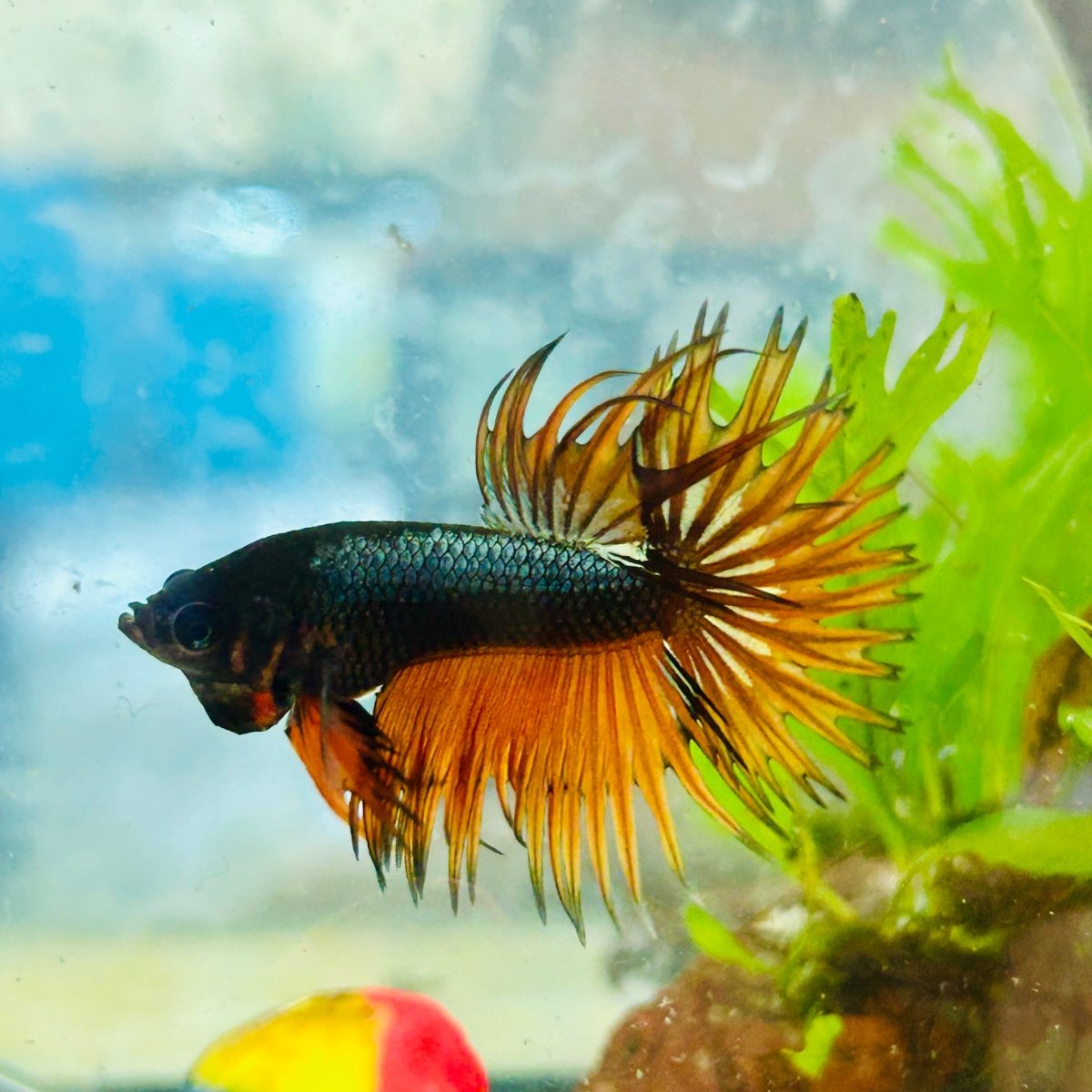 Betta Male Crowntail Orange Mustard 168