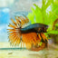 Betta Male Crowntail Orange Mustard 168
