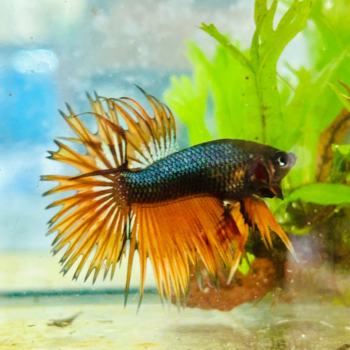 Betta Male Crowntail Orange Mustard 168