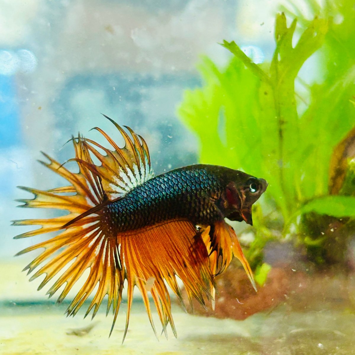 Betta Male Crowntail Orange Mustard 168