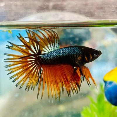 Betta Male Crowntail Orange Mustard 168