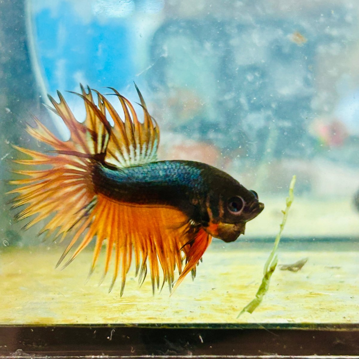 Betta Male Crowntail Orange Mustard 168