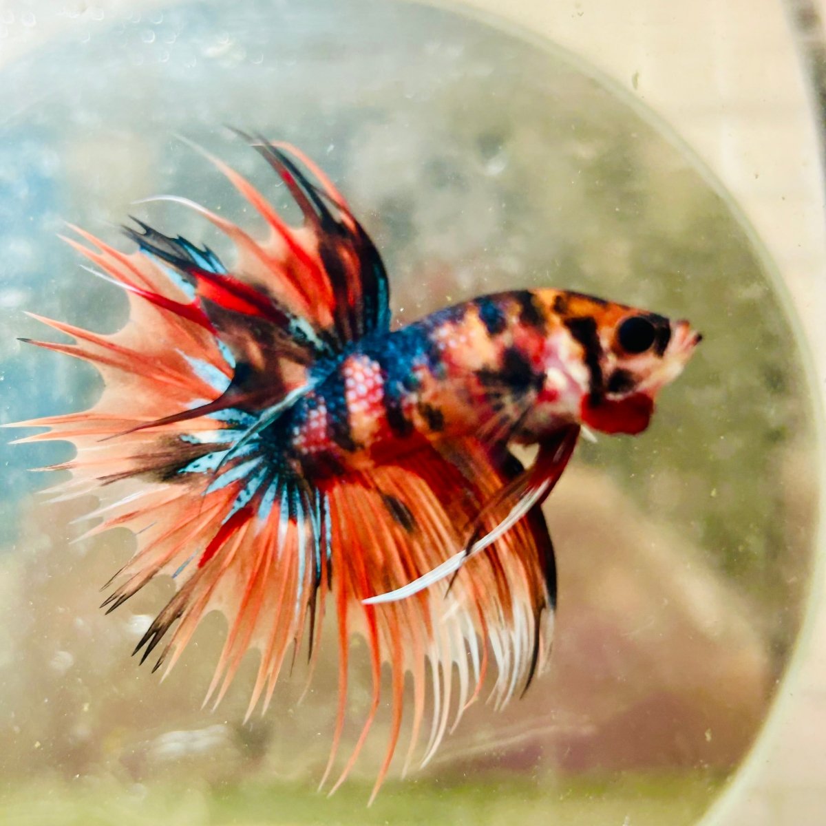 Betta Male Crowntail Orange Tiger 085