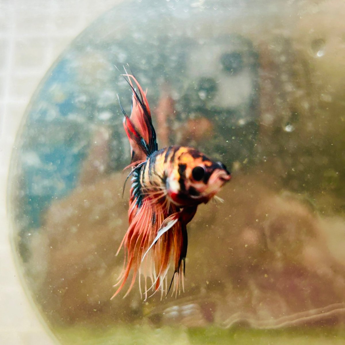 Betta Male Crowntail Orange Tiger 085