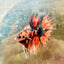 Betta Male Crowntail Orange Tiger 085
