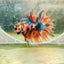 Betta Male Crowntail Orange Tiger 085