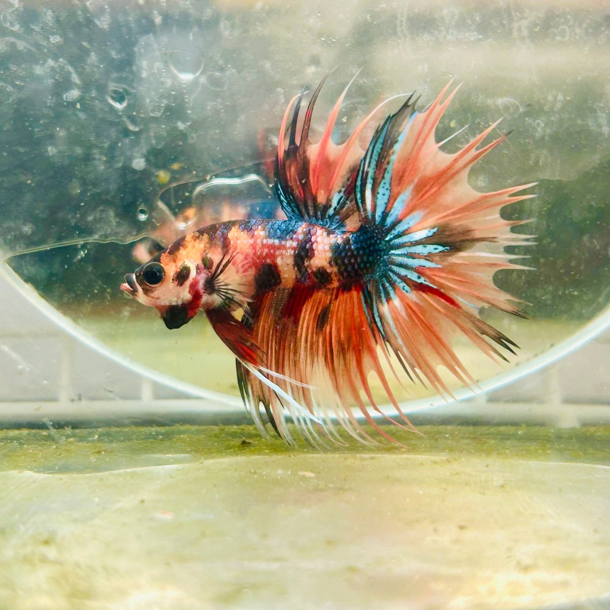 Betta Male Crowntail Orange Tiger 085
