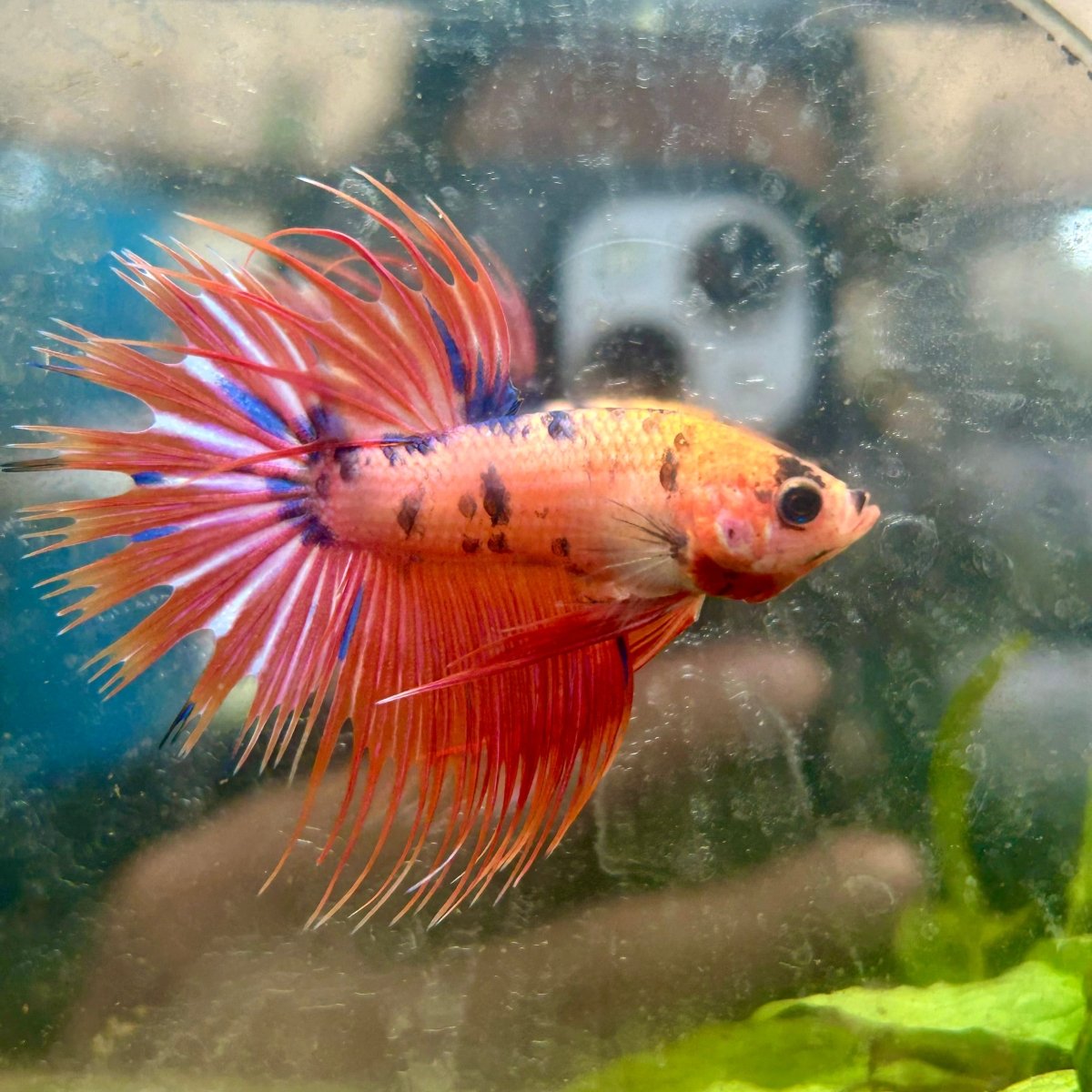Crowntail Pink Koi Male Betta #N37 | Live Betta Fish | JustFishyThing