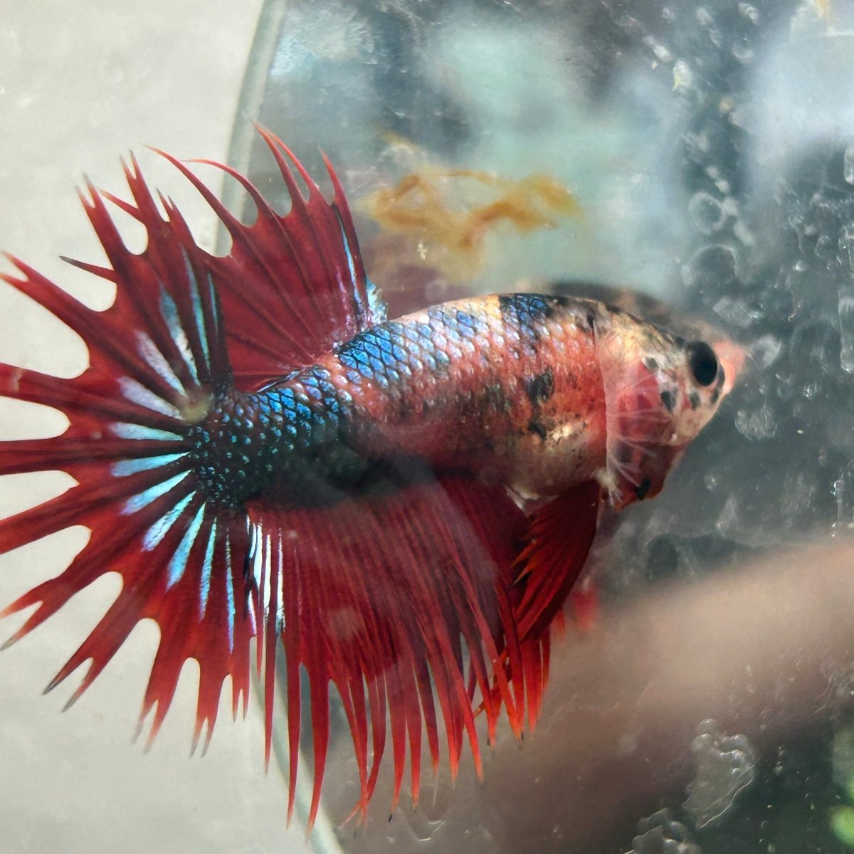 Betta Male Crowntail Red Koi 112