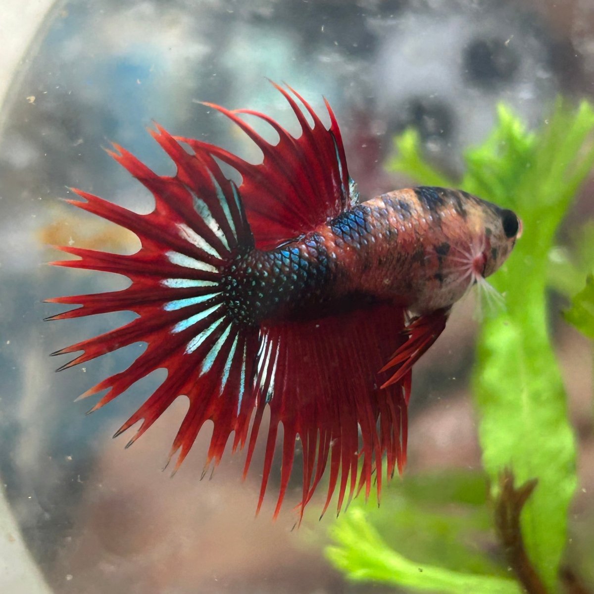 Betta Male Crowntail Red Koi 112
