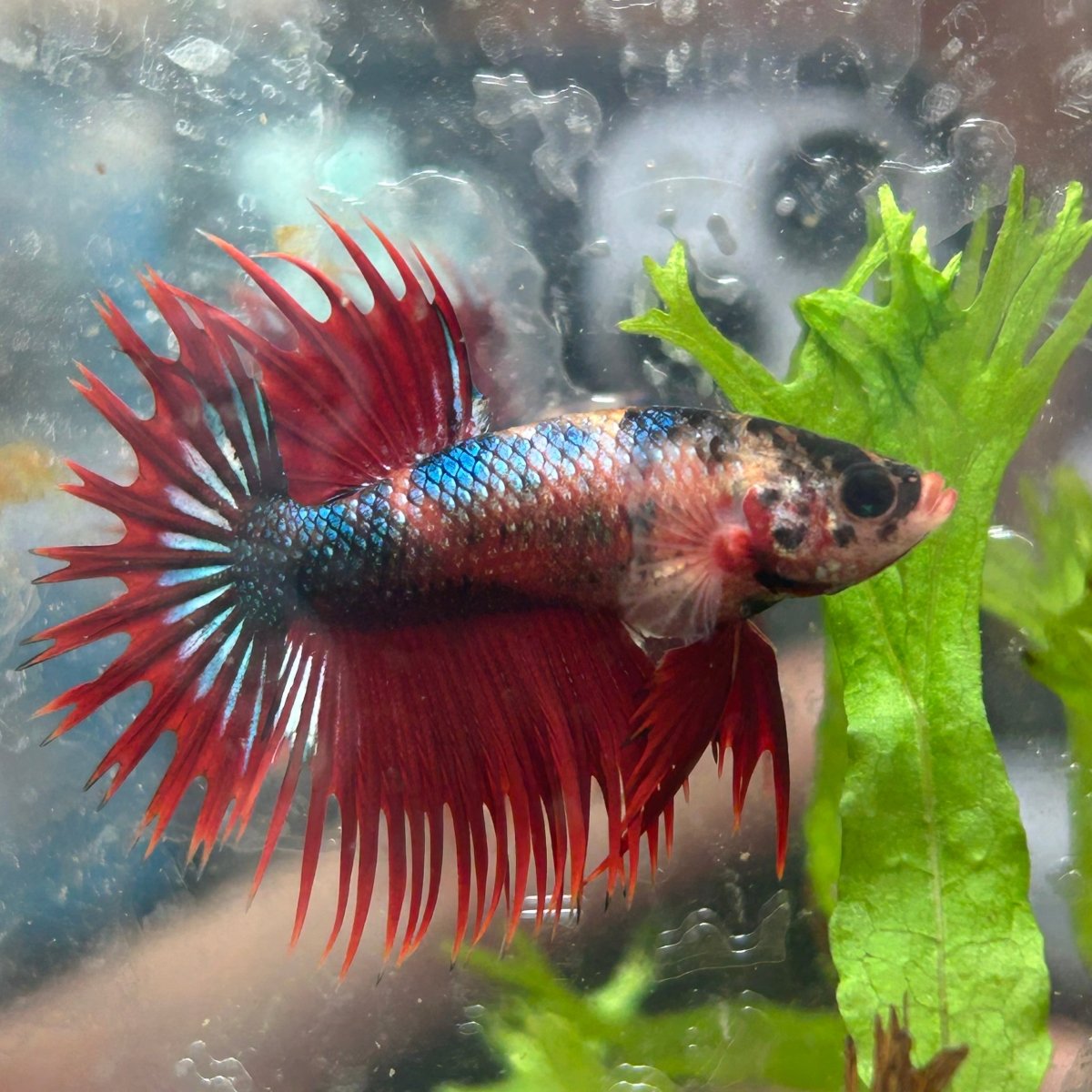 Betta Male Crowntail Red Koi 112