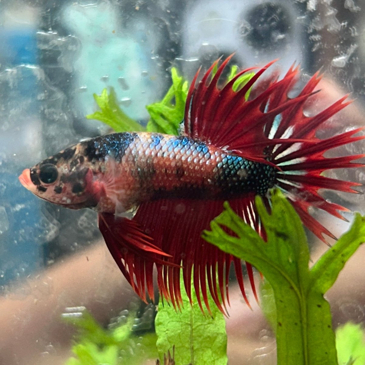 Betta Male Crowntail Red Koi 112