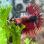Betta Male Crowntail Red Koi 112